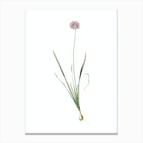 Vintage Mouse Garlic Botanical Illustration on Pure White n.0918 Canvas Print