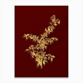 Vintage Rock Buckthorn Botanical in Gold on Red n.0554 Canvas Print