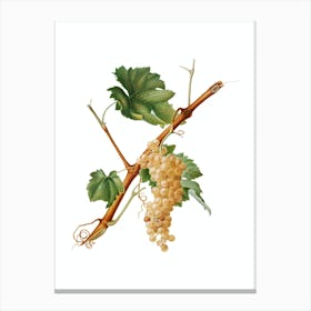 Vintage Vermentino Grapes Botanical Illustration on Pure White n.0510 Canvas Print