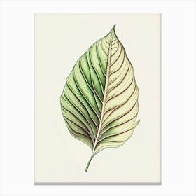 Hosta Leaf Warm Tones Canvas Print