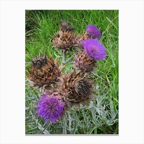 Thistle Canvas Print