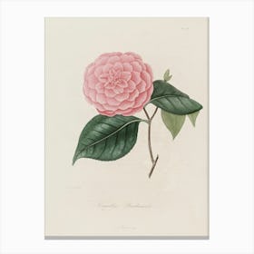 Camellia 7 Canvas Print