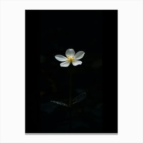 White Flower In The Dark 18 Canvas Print