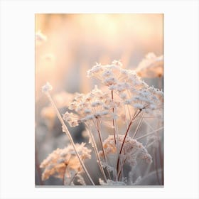 Frosty Botanical Queen Annes Lace 7 Canvas Print