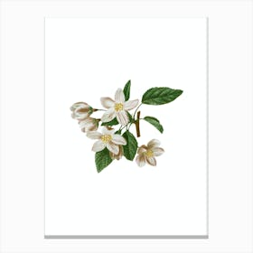 Vintage Crabapple Botanical Illustration on Pure White n.0614 Canvas Print