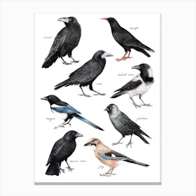Crows Canvas Print
