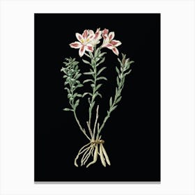 Vintage Lily of the Incas Botanical Illustration on Solid Black n.0305 Canvas Print