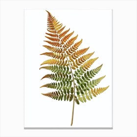 Vintage Illustration Autumn Fern 4 Canvas Print