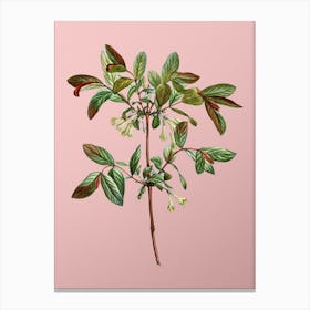 Vintage Honeyberry Flower Botanical on Soft Pink n.0262 Canvas Print