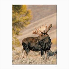 Autumn Moose Scenery Canvas Print