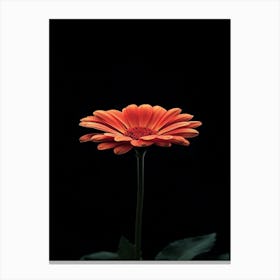 Gerbera Canvas Print