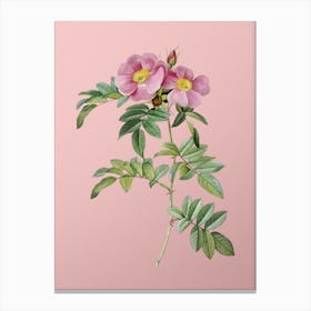 Vintage Shining Rosa Lucida Botanical on Soft Pink n.0881 Canvas Print