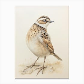 Vintage Bird Drawing Lark 2 Canvas Print