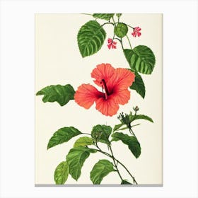 Hibiscus Vintage Botanical Flower Canvas Print