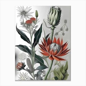 Botanical Illustration 1 Canvas Print