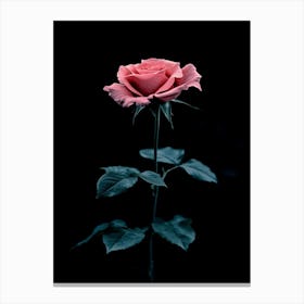 Pink Rose On Black Background 22 Canvas Print