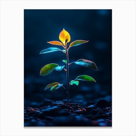 Young Plant In The Dark 12 Canvas Print