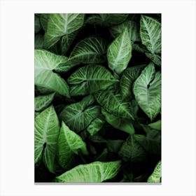 Green Leaves 5 Canvas Print