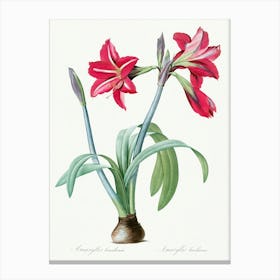 Brazilian Amaryllis, Pierre Joseph Redoute Canvas Print