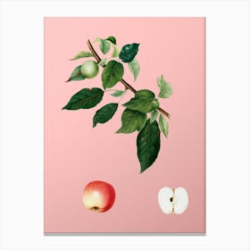 Vintage Apple Botanical on Soft Pink n.0603 Canvas Print