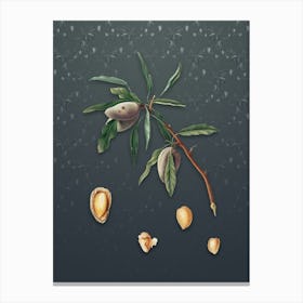 Vintage Almond Botanical on Slate Gray Pattern n.1298 Canvas Print