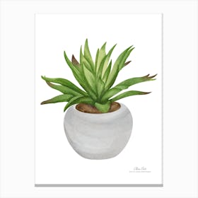 Aloe Plant.A fine artistic print that decorates the place. Canvas Print
