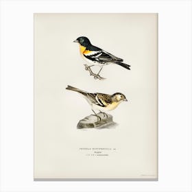 Brambling, The Von Wright Brothers Canvas Print