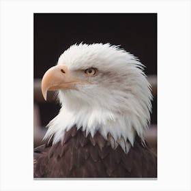 Bald Eagle Profile Canvas Print