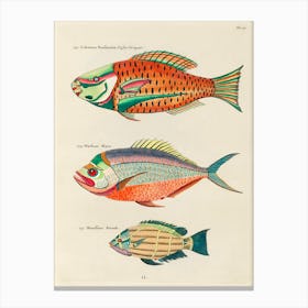 Colourful And Surreal Illustrations Of Fishes Found In Moluccas (Indonesia) And The East Indies, Louis Renard(2) Canvas Print