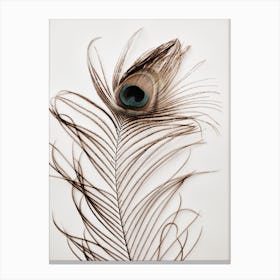 Peacock Feather 3 Canvas Print
