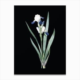 Vintage Tall Bearded Iris Botanical Illustration on Solid Black n.0708 Canvas Print