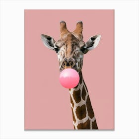 Giraffe Chewing Gum Canvas Print 1 Canvas Print