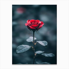 Red Rose 34 Canvas Print