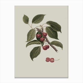 Cherry Branch 5 Canvas Print