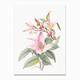 Mandevilla Floral Quentin Blake Inspired Illustration 2 Flower Canvas Print