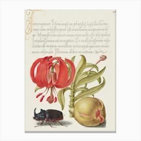 Scarlet Turk S Cap, Rhinoceros Beetle, And Pomegranate From Mira Calligraphiae Monumenta, Joris Hoefnagel Canvas Print
