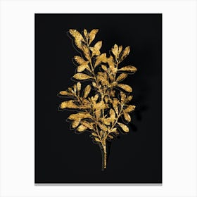 Vintage Bog Myrtle Botanical in Gold on Black n.0457 Canvas Print