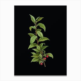 Vintage Cherry Botanical Illustration on Solid Black n.0397 Canvas Print