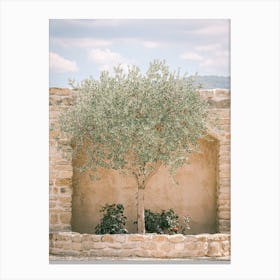 Olive Tree In The Sun Canvas Print