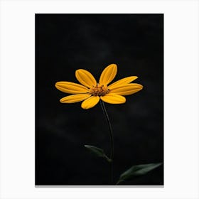 Single Yellow Flower 12 Canvas Print