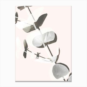 Eucalyptus Leaves_2061448 Canvas Print