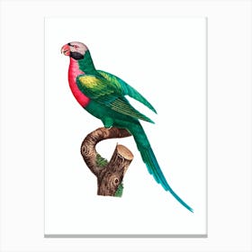 Vintage Red Breasted Parakeet Bird Illustration on Pure White Canvas Print