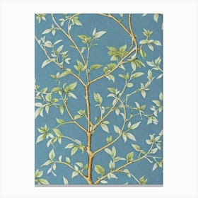 Paper Mulberry tree Vintage Botanical Canvas Print