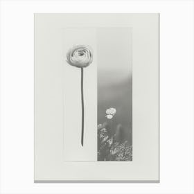 Ranunculus Flower Photo Collage 3 Canvas Print