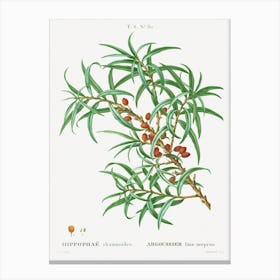 Common Sea Buckthorn, Pierre Joseph Redoute Canvas Print