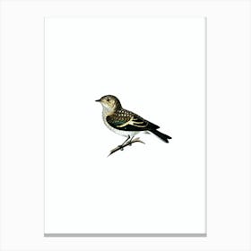 Vintage Pied Flycatcher Bird Illustration on Pure White 1 Canvas Print