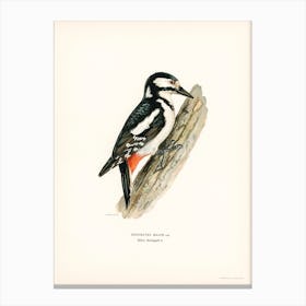 Great Spotted Woodpecker Female (Dryobates Major), The Von Wright Brothers Canvas Print