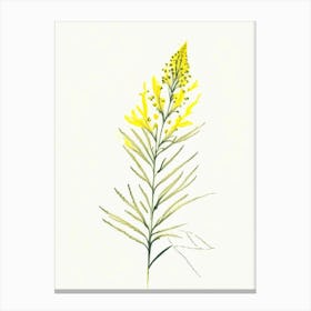 Goldenrod Herb Minimalist Watercolour Canvas Print