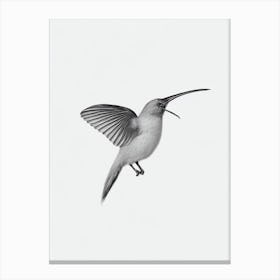 Kiwi B&W Pencil Drawing 1 Bird Canvas Print