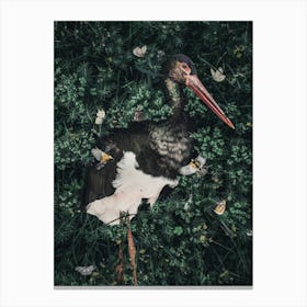 Stork In The Grass Canvas Print